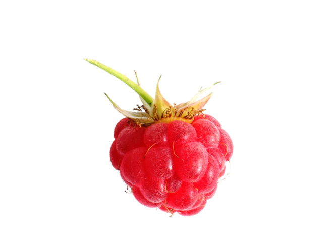 Fruit Raspberry
